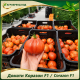 Домати Коразон F1 | Corazon F1 |