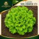 Салата Мелвин F1 ( Melvine F1 ) Салата Мелвин F1 ( Melvine F1 )