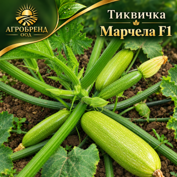 Тиквичка Марчела F1 | Marcella F1 |