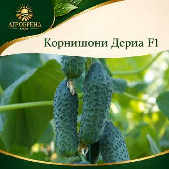 Корнишони Дериа F1 ( Derya F1 )