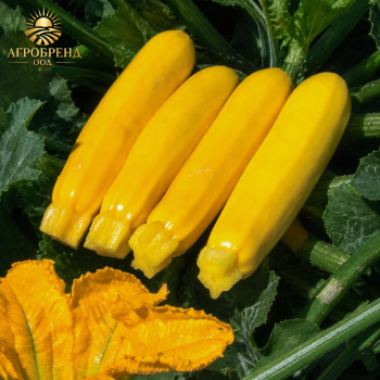 Тиквички Йелоуфин F1 / Yellowfin F1 /