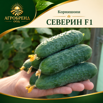 Корнишони Северин F1 ( Severin F1 )
