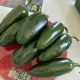ЛЮТ ПИПЕР ТЕНИЕНТЕ F1 (TENIENTE)