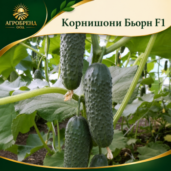 Корнишони Бьорн F1 / Bjorn F1 /