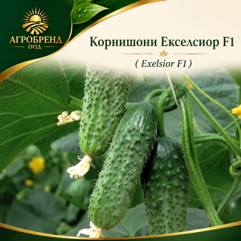 Корнишони Екселсиор F1 ( Exelsior F1 )