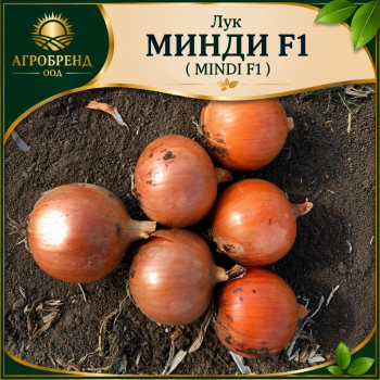 Лук Минди F1 / Mindi F1 /