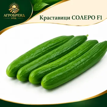 Краставици Солеро F1 ( Solero F1 )