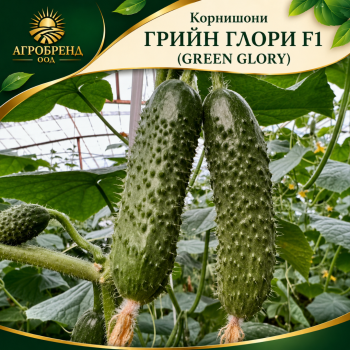 Корнишони ГРИЙН ГЛОРИ F1 (GREEN GLORY)