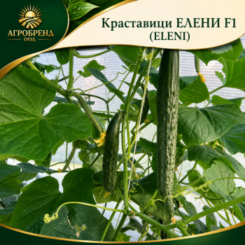 КРАСТАВИЦИ EЛЕНИ F1 (ELENI) КРАСТАВИЦИ EЛЕНИ F1 (ELENI)