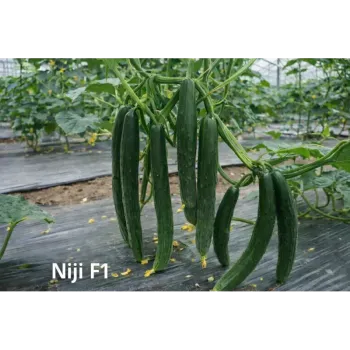 Краставици НИЖИ F1 (NIJI)
