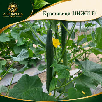 Краставици НИЖИ F1 (NIJI)