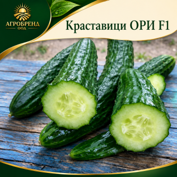 Краставици ОРИ F1 (ORI)