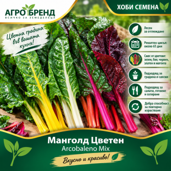 Манголд Цветен-Хоби семена