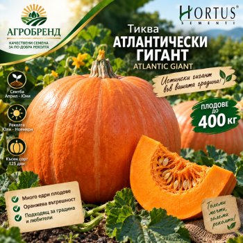 Тиква Атлантически гигант