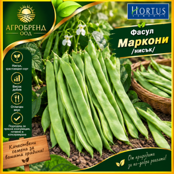 Фасул Маркони |нисък| Фасул Маркони |нисък|