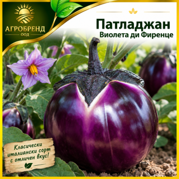 Патладжан Виолета ди Фиренце
