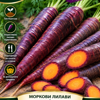 Моркови Лилави | Cosmic Purple|