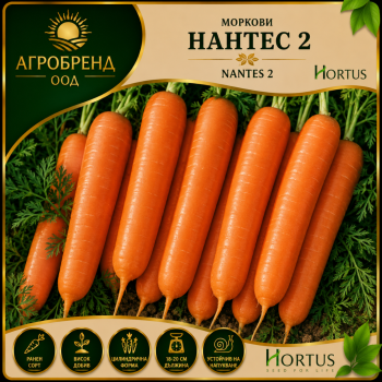 Моркави Нантес 2 ( Nantes 2 ) - Hortus