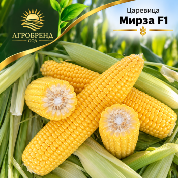 Царевица Мирза F1 | Mirza F1|