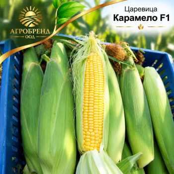 Царевица Карамело F1 | Caramelo F1 |