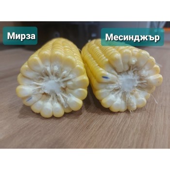 Царевица Мирза F1 | Mirza F1|