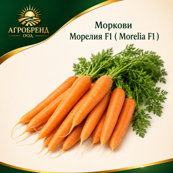 Моркови Морелия F1 ( Morelia F1 )