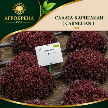 Салата Карнелиан / Carnelian /