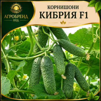Корнишони Кибрия F1 ( Kybria F1 )