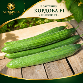 Краставици Кордоба F1 ( Cordoba F1 )