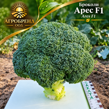 Броколи Арес F1 | Ares F1 |