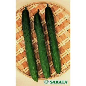 Краставици Тести грийн F1 | Tasty green F1 |
