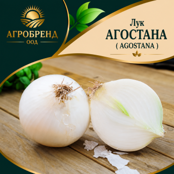 Лук Агостана ( Agostana )