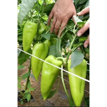 Пипер SV0102PP F1 ( SM 102 F1 )