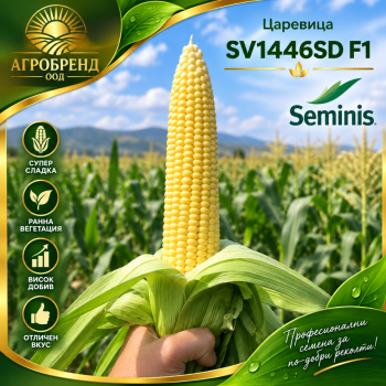 Царевица SV1446SD F1