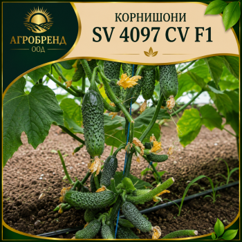 Корнишони SV 4097 CV F1
