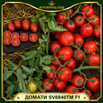 Домати SV8840TM F1 |Seminis