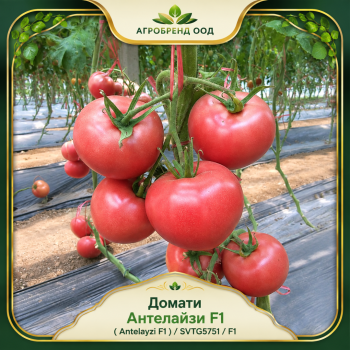 Домати Антелайзи F1 |Antelayzi F1 | /SVTG5751/ F1