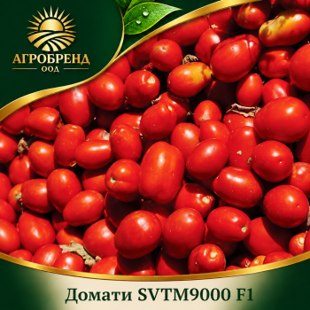 Домати SVTM9000 F1