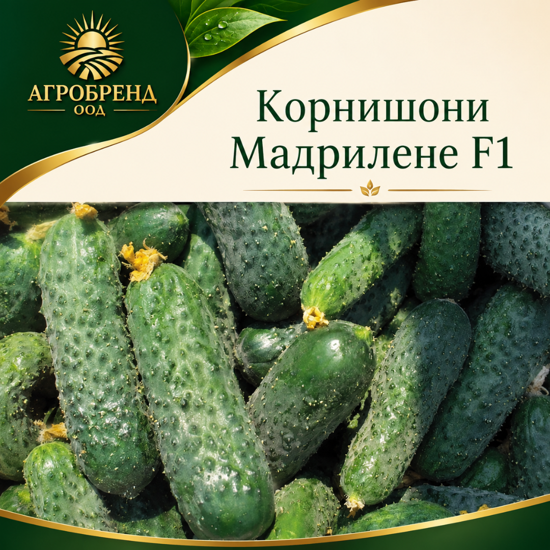 Корнишони Мадрилене F1 / Madrilene F1 /