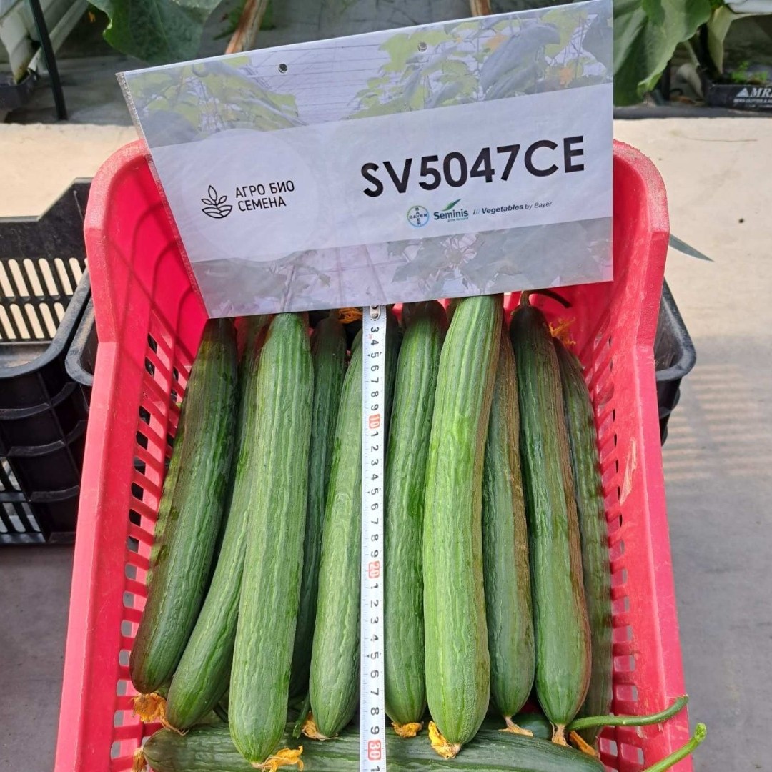 Краставици SV 5047 CE F1 Краставици SV 5047 CE F1