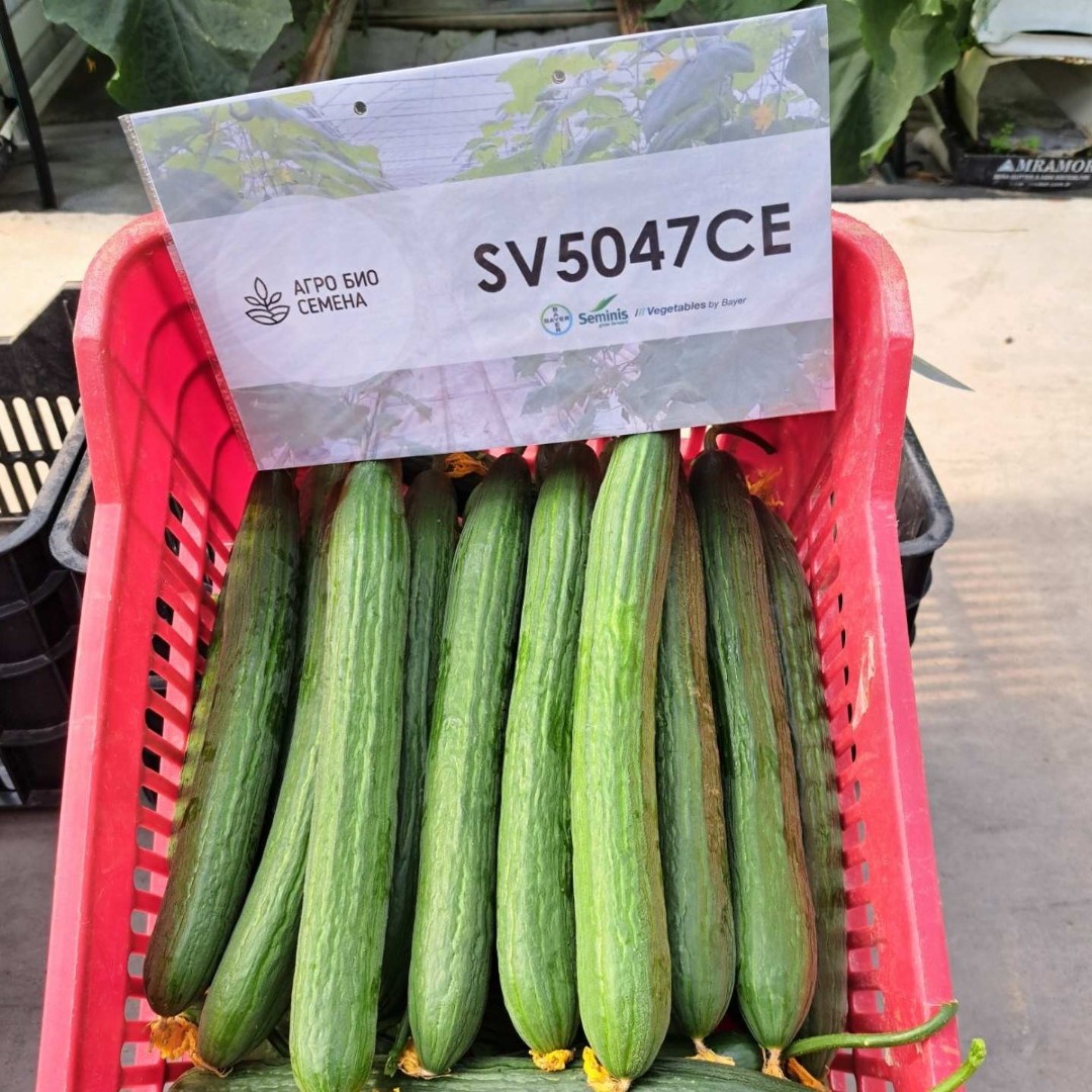 Краставици SV 5047 CE F1 Краставици SV 5047 CE F1
