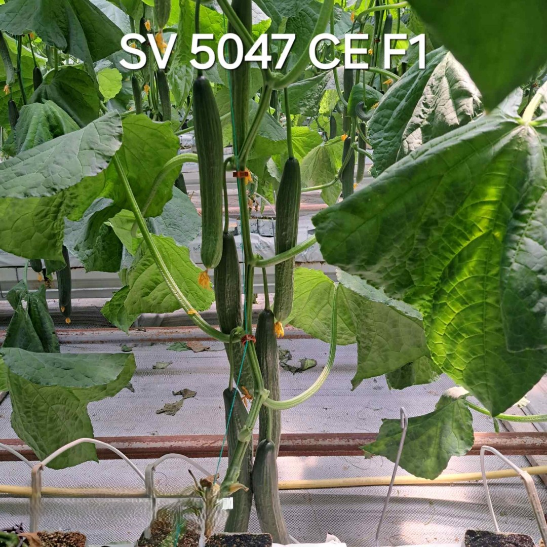 Краставици SV 5047 CE F1 Краставици SV 5047 CE F1