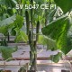 Краставици SV 5047 CE F1 Краставици SV 5047 CE F1