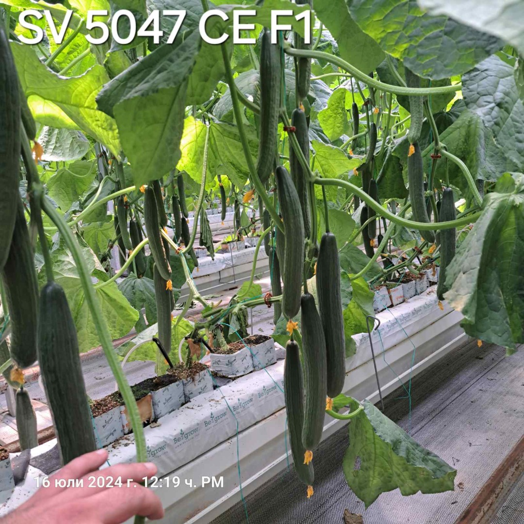 Краставици SV 5047 CE F1 Краставици SV 5047 CE F1