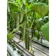 Краставици SV 5047 CE F1 Краставици SV 5047 CE F1