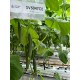 Краставици SV 5047 CE F1 Краставици SV 5047 CE F1