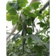 Краставици SV 5047 CE F1 Краставици SV 5047 CE F1