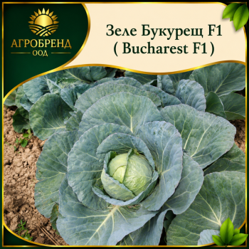 Зеле Букурещ F1 ( Bucharest F1 )