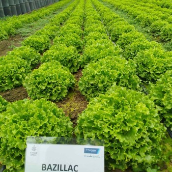 Салата Базилак / Bazillac /