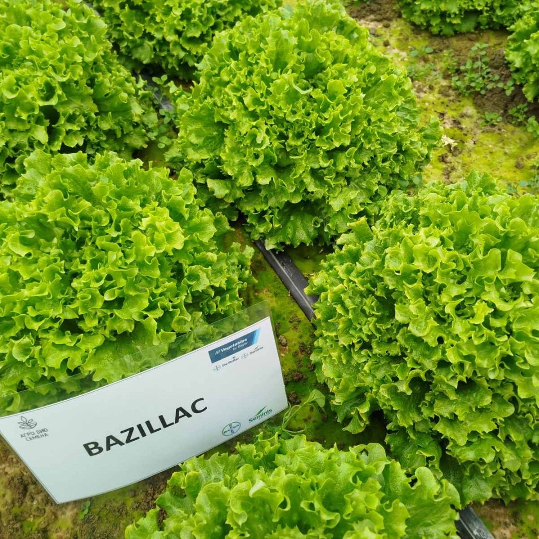 Салата Базилак / Bazillac /